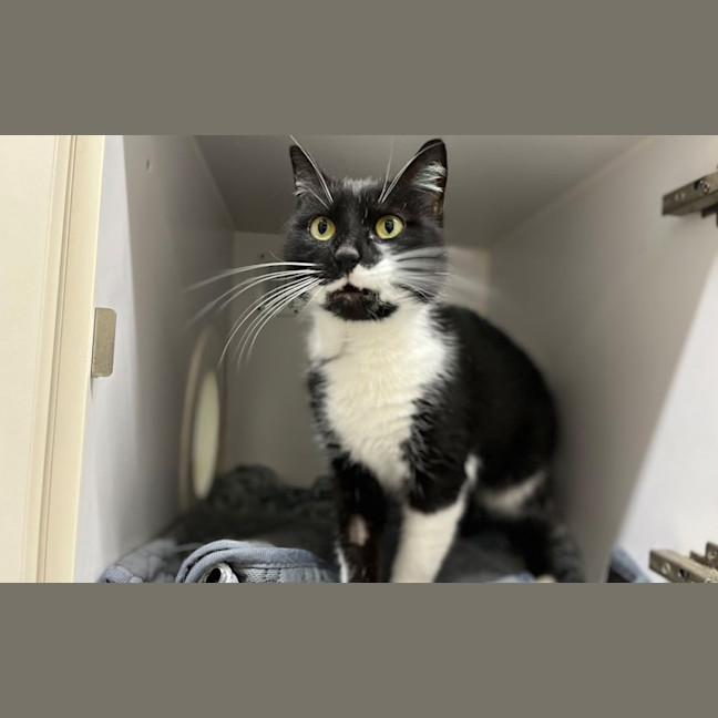 Photo of Salem