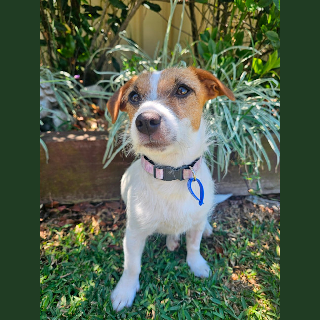 Photo of Lovie  11 Month Old Jack Russell Terrier