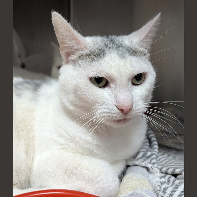 Photo of Whisper