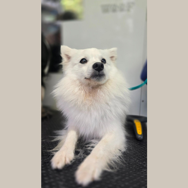 Photo of Daisy