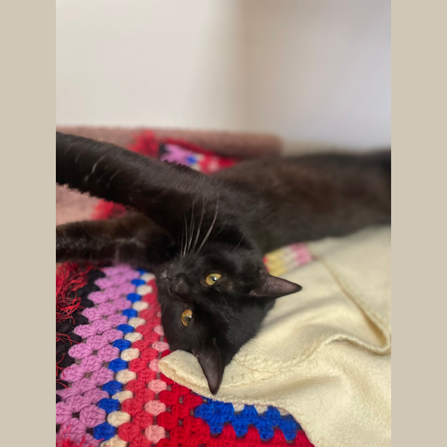 Photo of Ichabod (Icky)