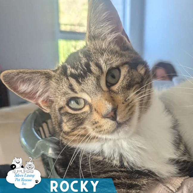 Photo of Rocky