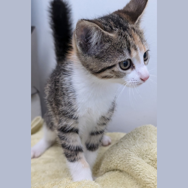 Photo of Clawiflower