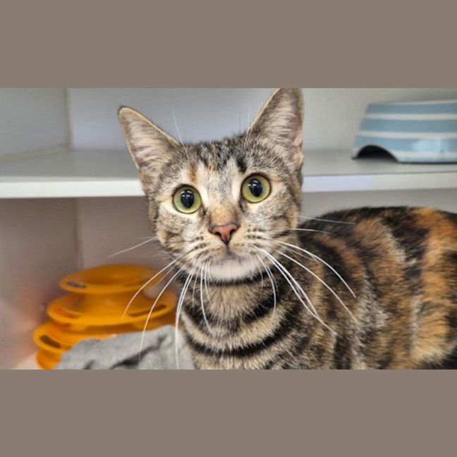 Photo of Hermes