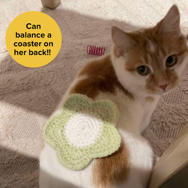 Photo of 👑Princess Gigi Von Tofu