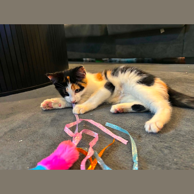 Photo of Cali