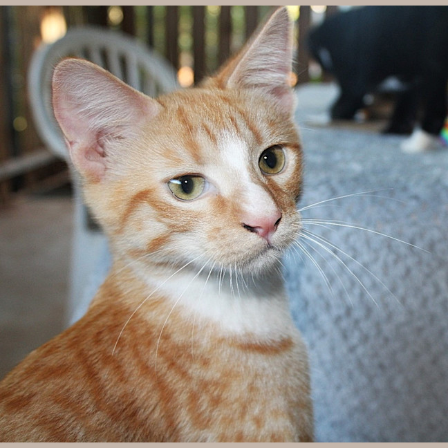 Photo of Gizmo