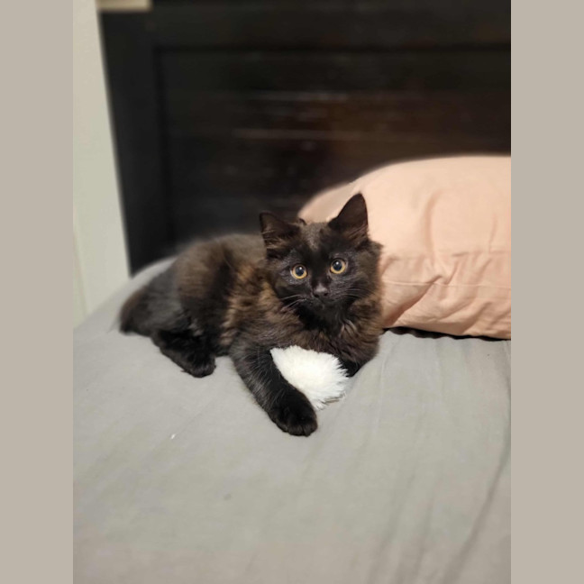 Photo of Darth Meet Me @Petstock Keysborough Store 