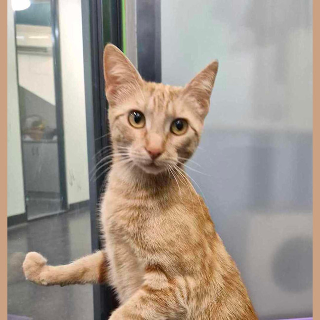 Photo of Burger Oyne