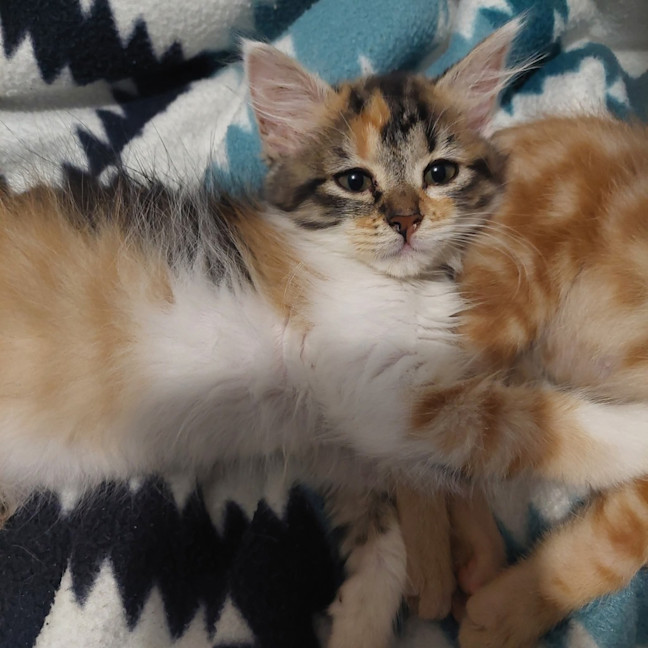 Photo of Harlow