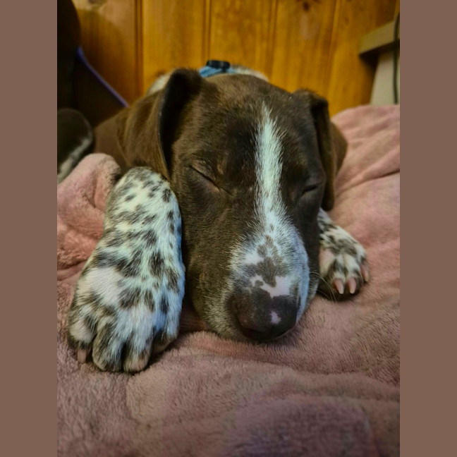 Photo of Dusty