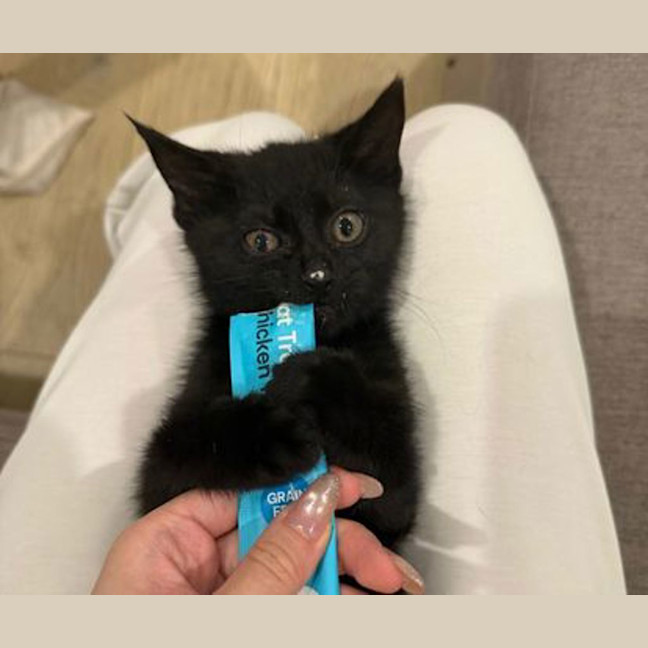 Photo of Midnight