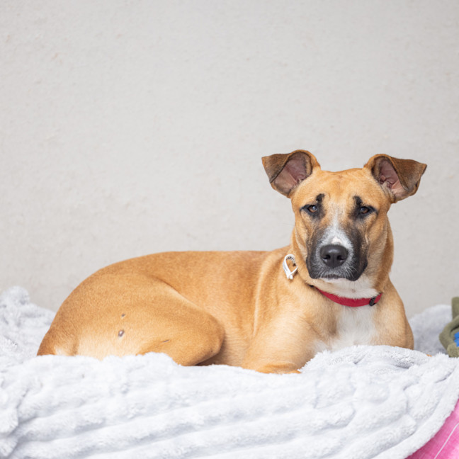Photo of Scarlet