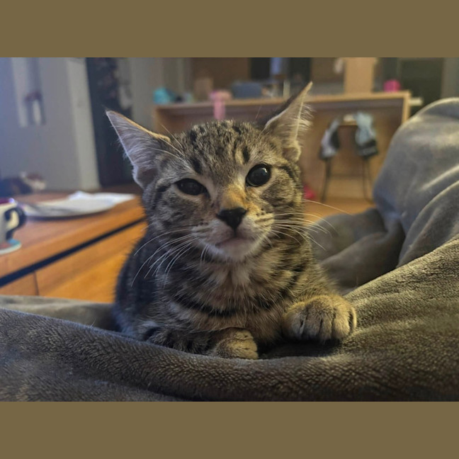 Photo of Tiramisu
