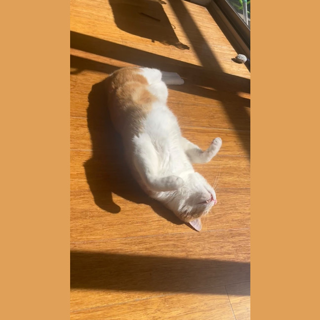 Photo of Ranger