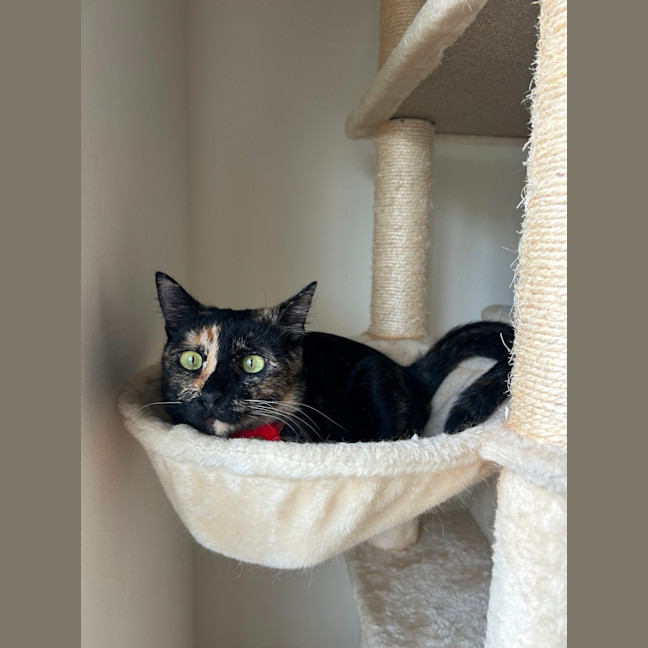 Photo of Honey