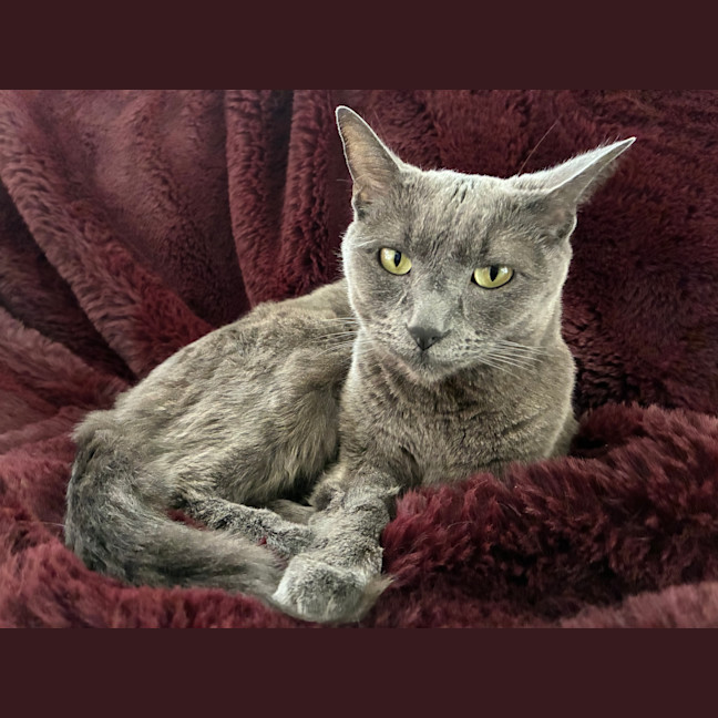 Photo of Dumpling