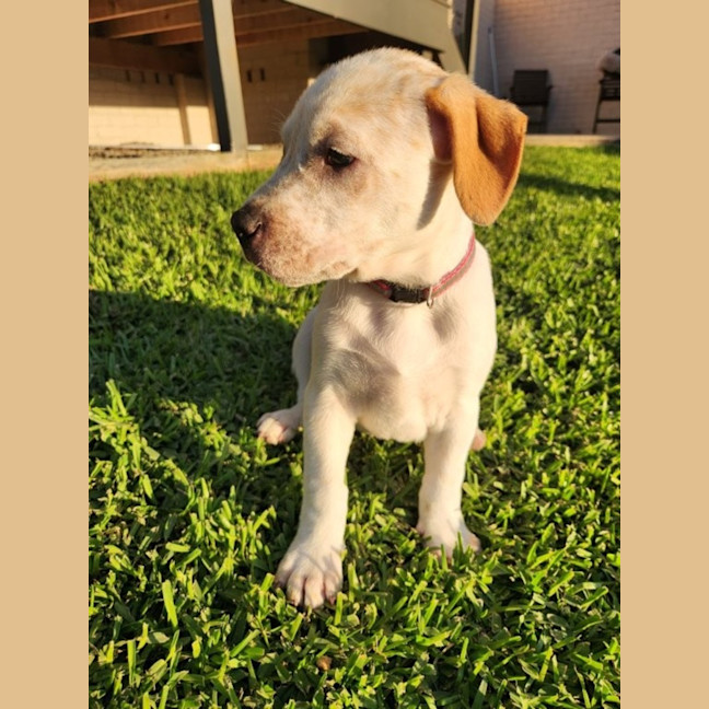 Photo of Nala   8 Week Old Cattle Dog X