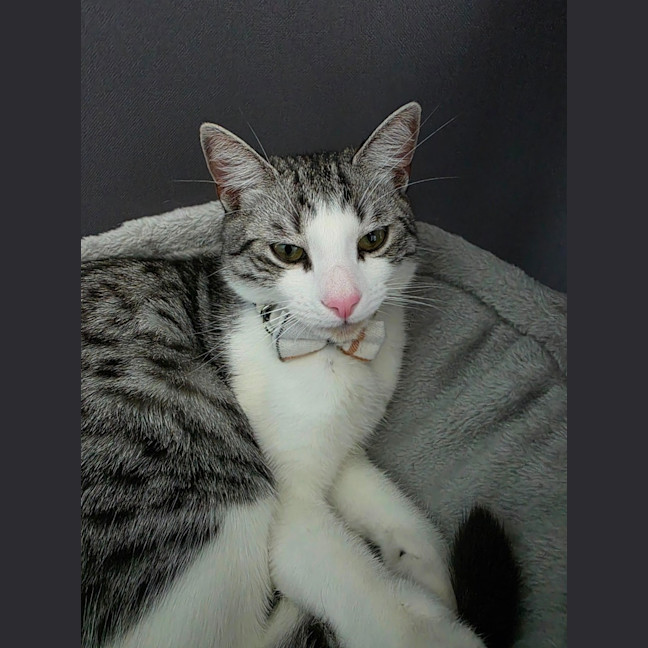 Photo of Cassian   In Foster Care In Melbourne