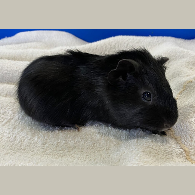 Photo of Sooty
