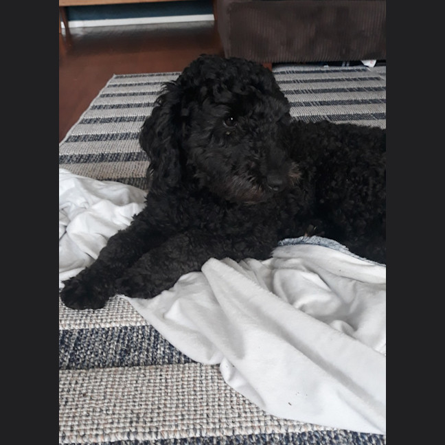 Photo of Wally   1 Year Old Cavoodle (Hold)