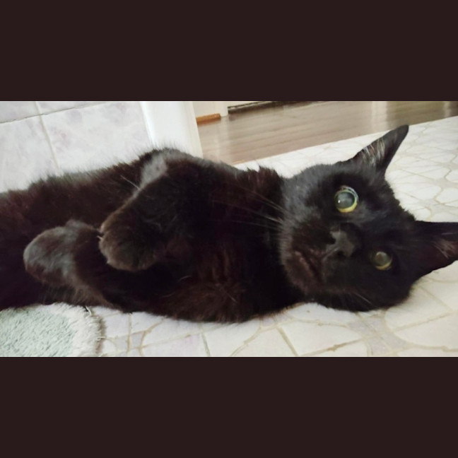 Photo of Shadow