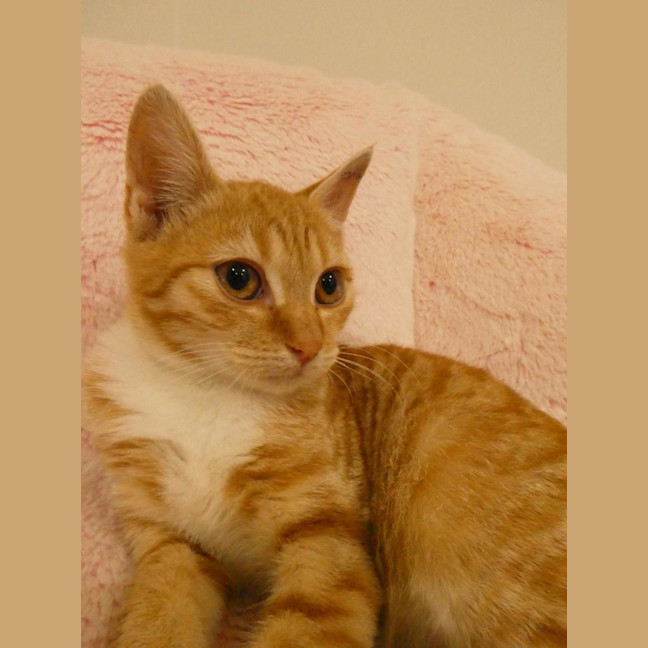 Photo of Loki