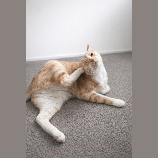 Photo of Honey