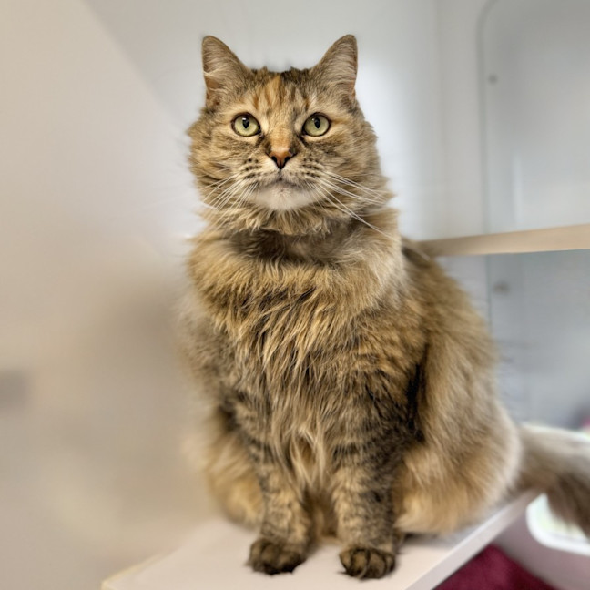 Photo of Lady Norris