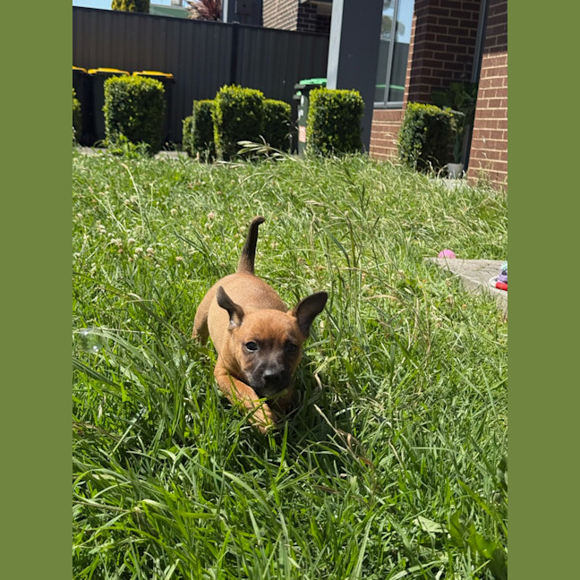 Photo of Wushah (Was Rocket)