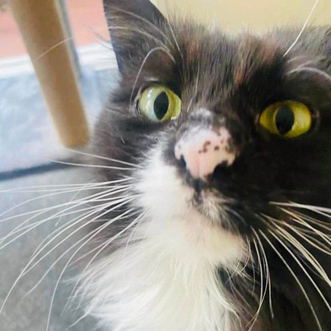 Photo of Kormos   Located In Thornbury