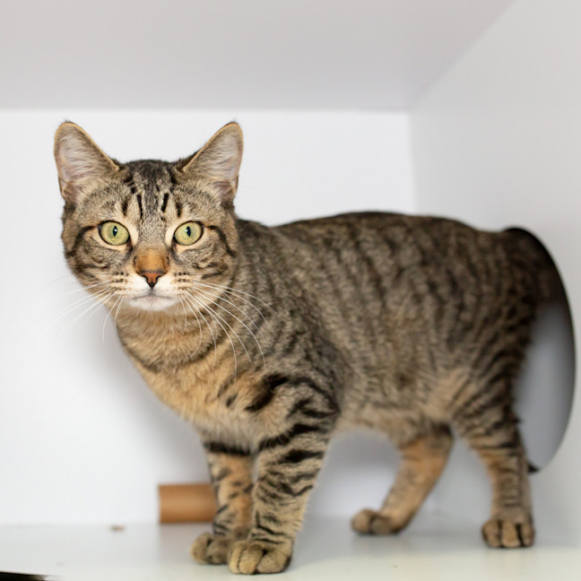 Photo of Clawde Monet