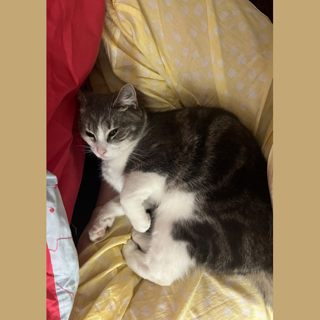 Photo of Jalapeño