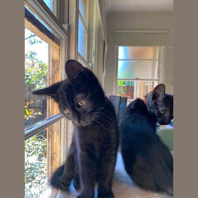 Photo of Midnight