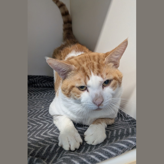 Photo of Houdini 