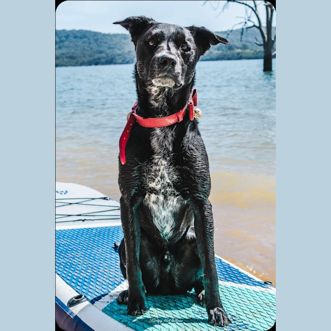Photo of Dobby