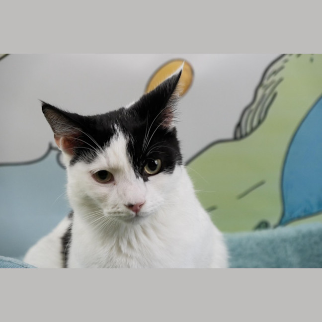 Photo of Sir Pounce A Lot