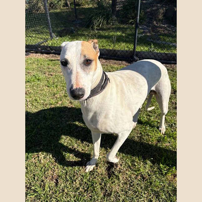 Photo of Buck