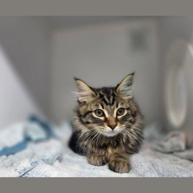 Photo of Lunar