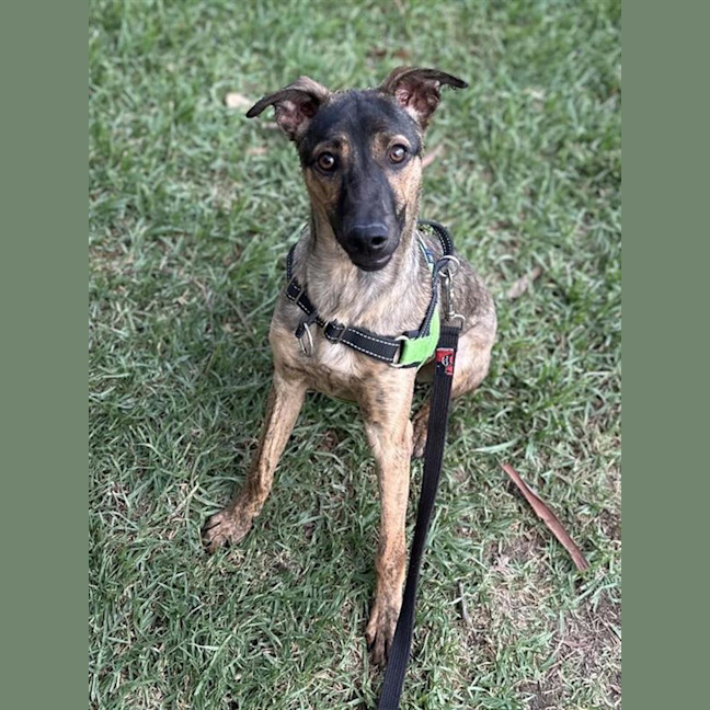 Photo of Lucky