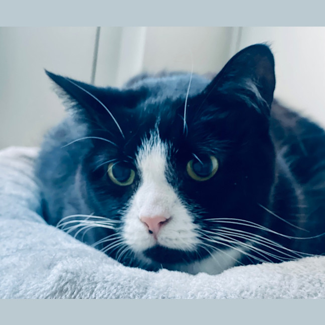 Photo of Goose