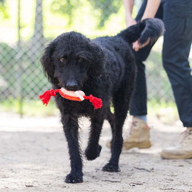 Photo of Louie