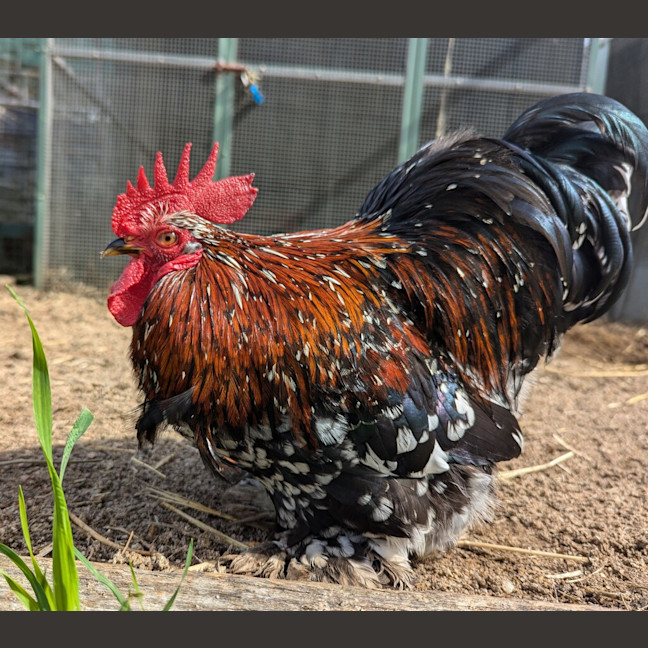 Photo of Chai