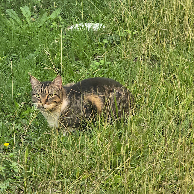 Photo of Pepper
