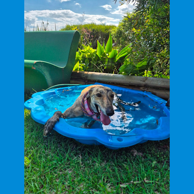 Photo of Fruity, The Tiny Greyhound