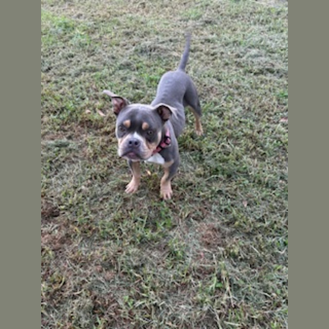 Photo of Nala   1.5 Year Old Bulldog X