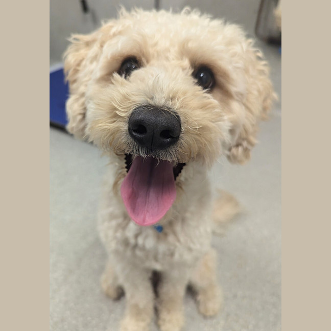 Photo of Bentley