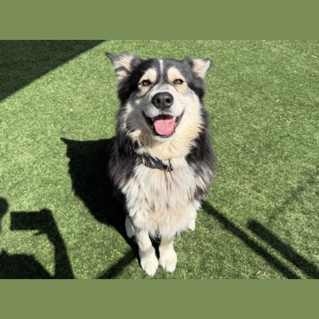 Photo of Biscuit Imp 147