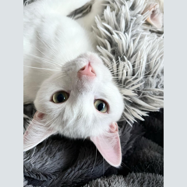 Photo of Leander *9 Lives Project Rescue*