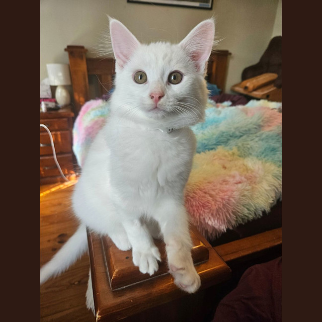 Photo of Thistle